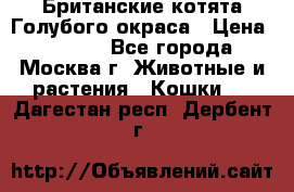 Британские котята Голубого окраса › Цена ­ 8 000 - Все города, Москва г. Животные и растения » Кошки   . Дагестан респ.,Дербент г.